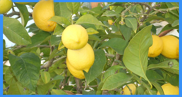 formation aromathérapie citron