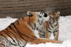 tigres et son petit