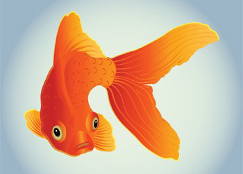 illustration feng shui poisson rouge