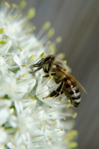 abeille qui butine une fleurs de Bach