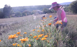 Marie-France Pierre dans un champs de fleurs