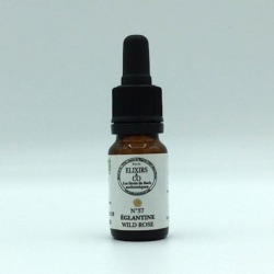 wild rose fleur de Bach 37 wild rose
