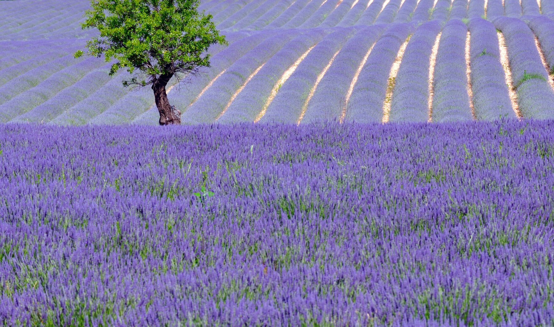 closeup photo of lavender bed