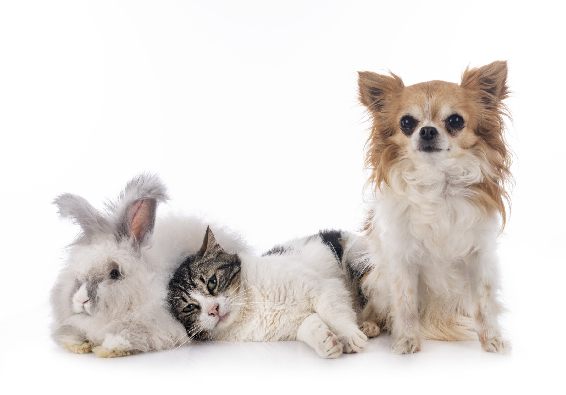 Communication animale